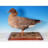 A taxidermy specimen of a Pink-footed Goose on oak base bearing Peter Farrington Taxidermist and