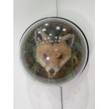 A Victorian taxidermy Fox Mask within wall mounted dome on ebonised back bearing gilt lettering '