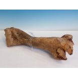 An Auroch Humerus, dredged from the North Sea, Doggerland 17in L