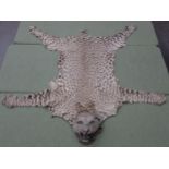 An antique taxidermy Leopard Skin Rug with partial backing and full head mount in roaring