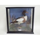 An ebonised and glazed taxidermy Case displaying a Shelduck on rock effect base bearing S. King,