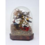 A 19th Century taxidermy Dome displaying South American birds including Lance-tailed Manakin,