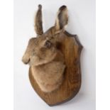 A taxidermy neck mounted Brown Hare Mask on oak shield