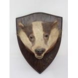 An antique taxidermy Badger Mask on oak shield bearing F.W. Bartlett paper label to reverse
