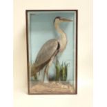 An ebonised and glazed taxidermy Case displaying a Grey Heron by E.F. Spicer, Birmingham 2ft 8in H x