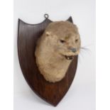 An antique taxidermy Otter Mask on oak shield