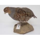 A taxidermy Grey Partridge on sand effect base