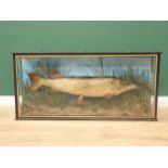 A large taxidermy Pike within ebonised and glazed case 3ft 10in W x 1ft 10in H