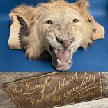 An antique taxidermy Lion Skin Rug with felt backing and full head mount in roaring attitude,