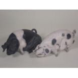 A pottery Model of a Saddleback Pig, seated and bearing potter's monogram, 8in, and another of a