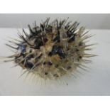 A taxidermy study of a puffer fish