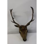 A antique mounted taxidermy study of a stags head Nose to top of antlers 62cm