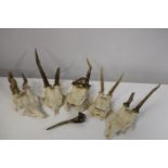 A selection of assorted small animal skulls