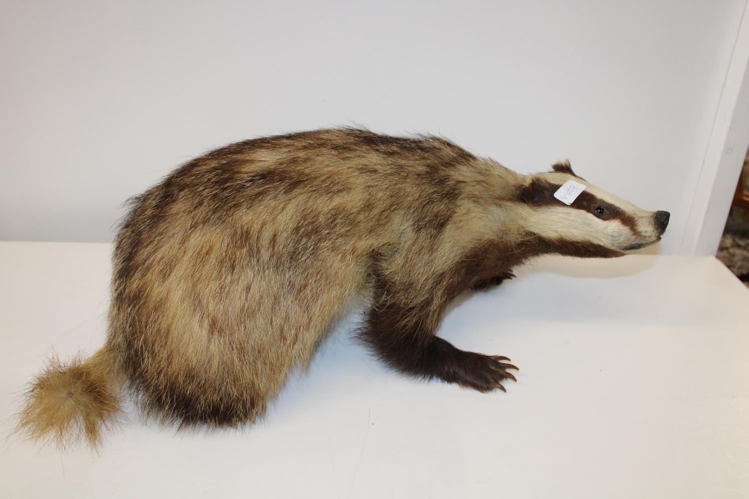 A vintage taxidermy study of a badger L64cm Collection Only