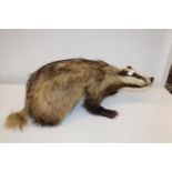 A vintage taxidermy study of a badger L64cm Collection Only