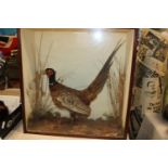 A quality Victorian period cased study of a pheasant 63x63x22cm Collection Only