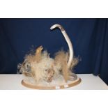 A quality taxidermy study of a cobra & mongoose on a wooden base 60x56cm Collection Only