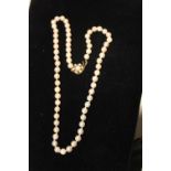 A real pearl necklace with a 9ct gold clasp