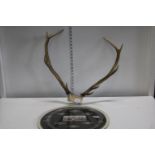 A set of vintage antlers and military ephemera