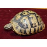 An antique taxidermy study of a tortoise (missing one glass eye)