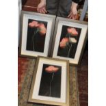 Three boxed framed contemporary Poppy prints