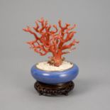 Rote Koralle als Bonsai in Cloisonné-Schale präsentiert