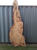 Oak burr, hardwood timber air dried sawn waney edge / live edge character English burr oak slab