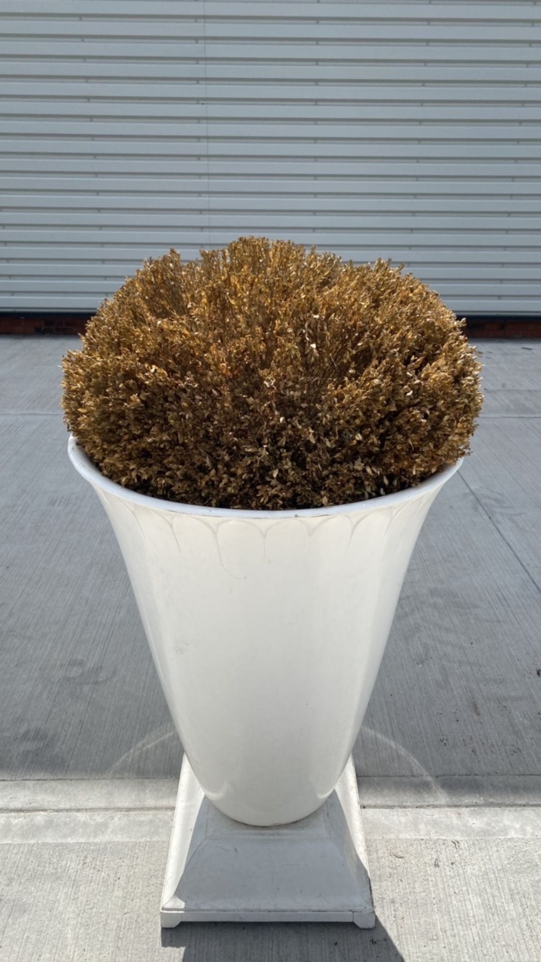 Boxwood in Ceramic Urn Planter - Image 2 of 4