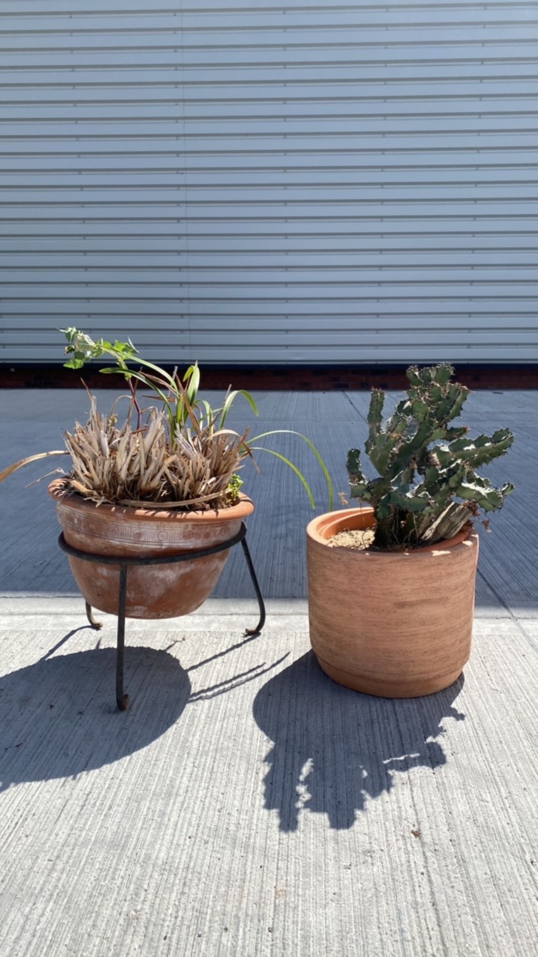 Euphorbia Grandicornis Cactus & Parlor Palm