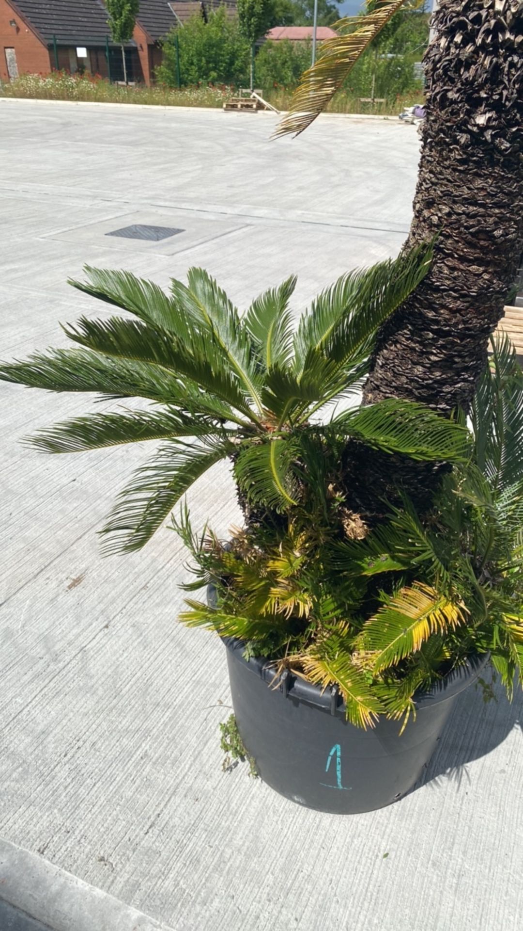 Palm Tree - Image 4 of 4