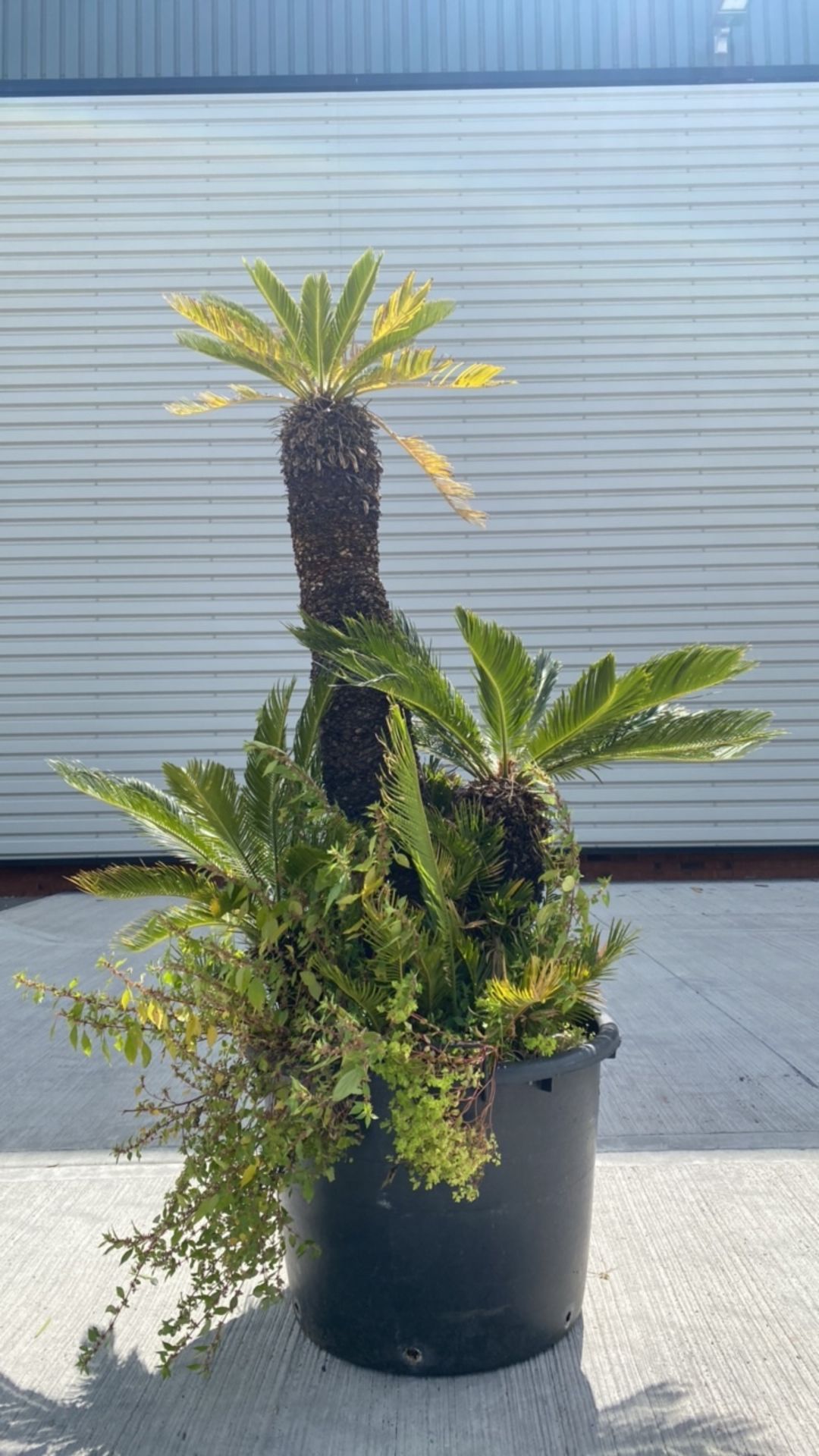 Palm Tree - Image 2 of 4