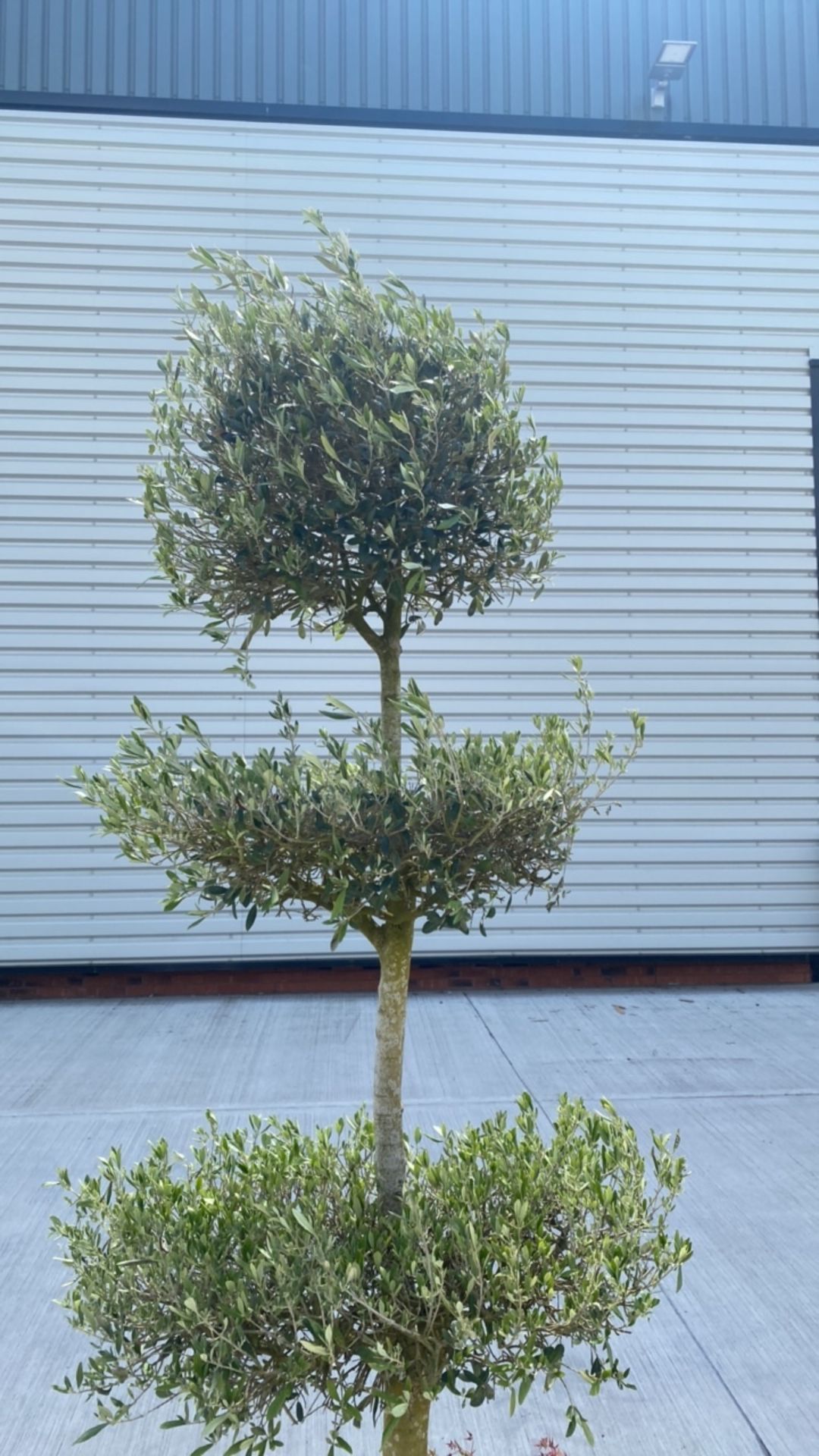 Topiary Olive Tree - Image 3 of 3