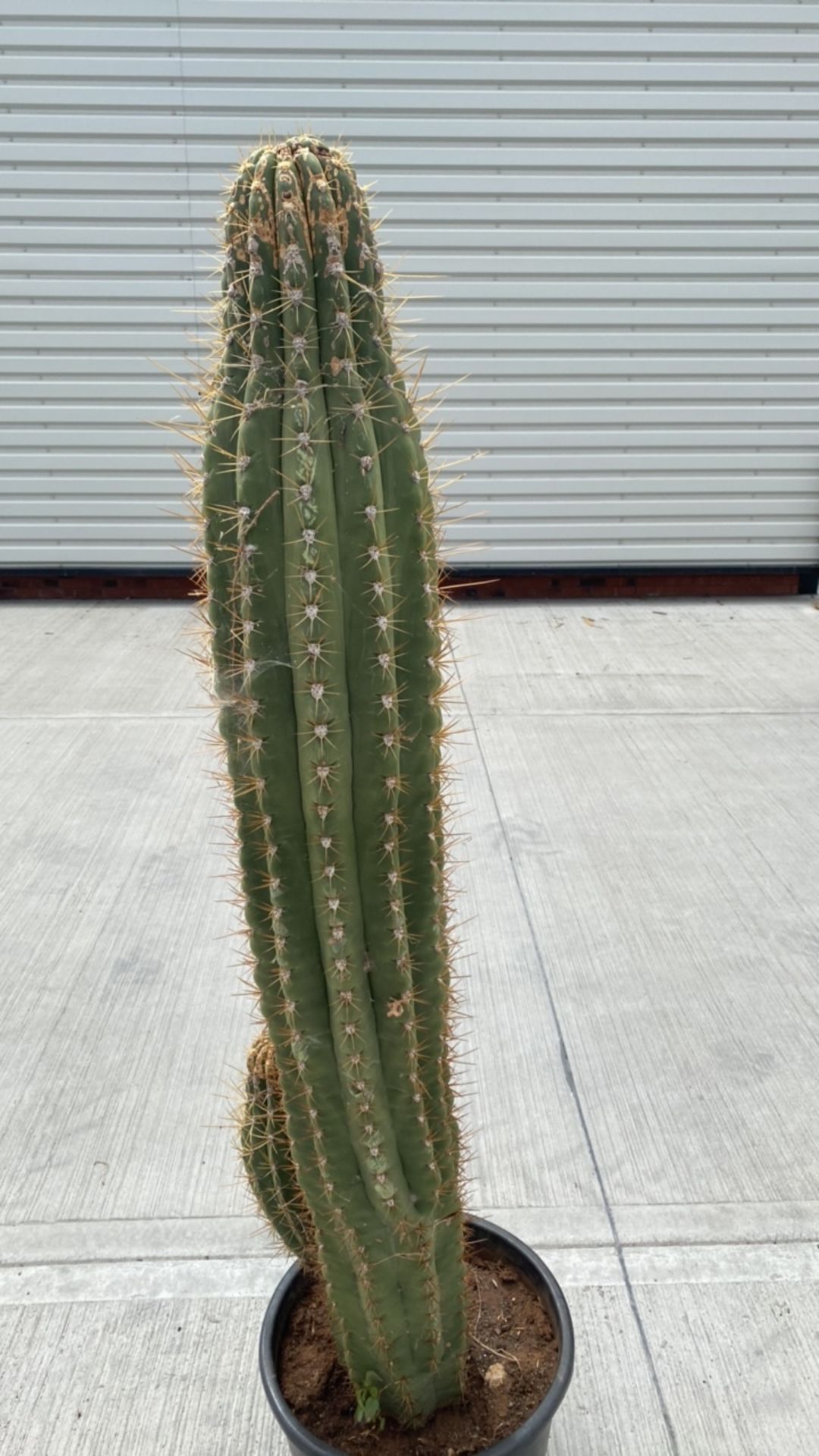 Column Cactus - Image 2 of 3