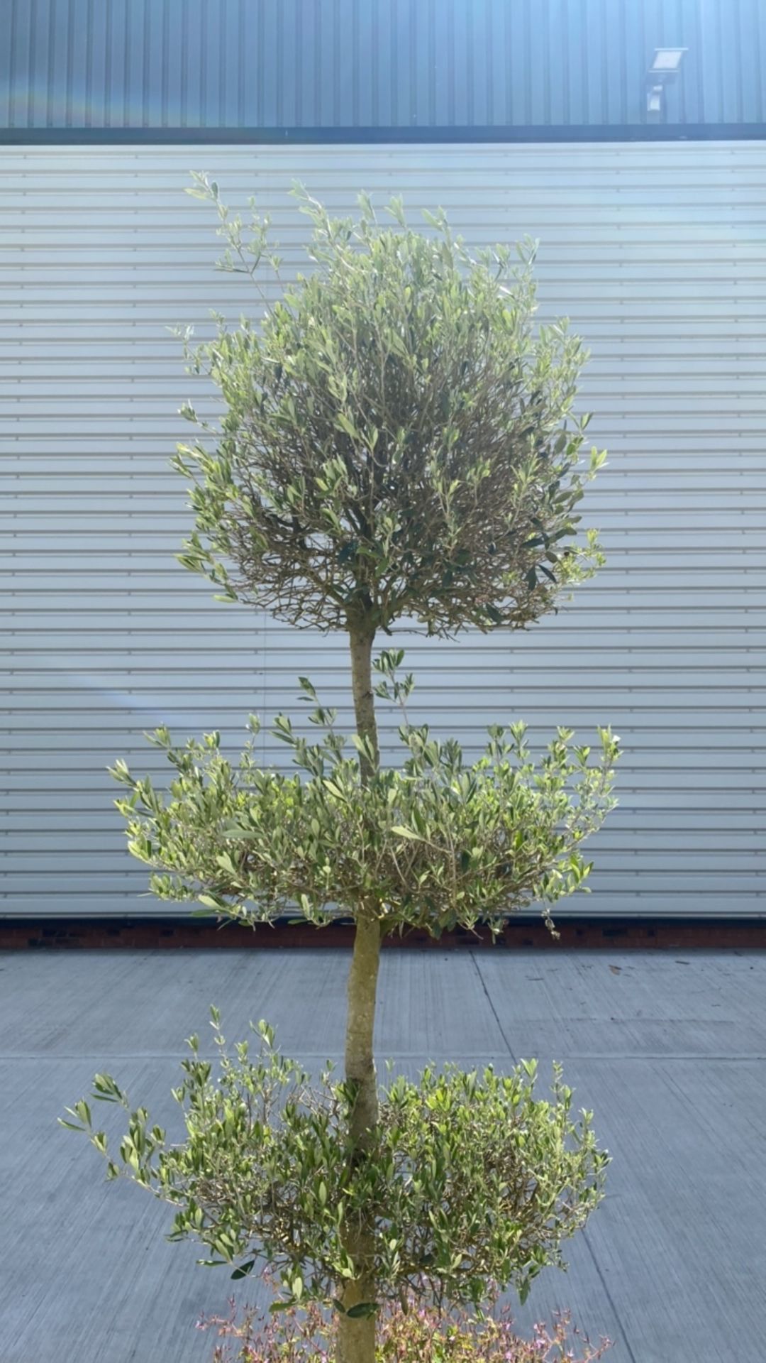 Topiary Olive Tree - Image 3 of 4