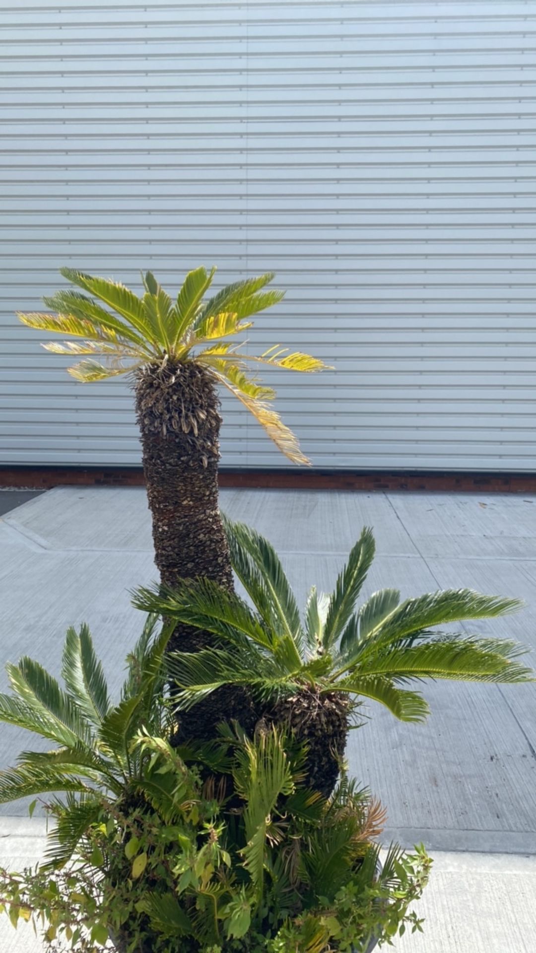 Palm Tree - Image 3 of 4