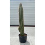 Column Cactus