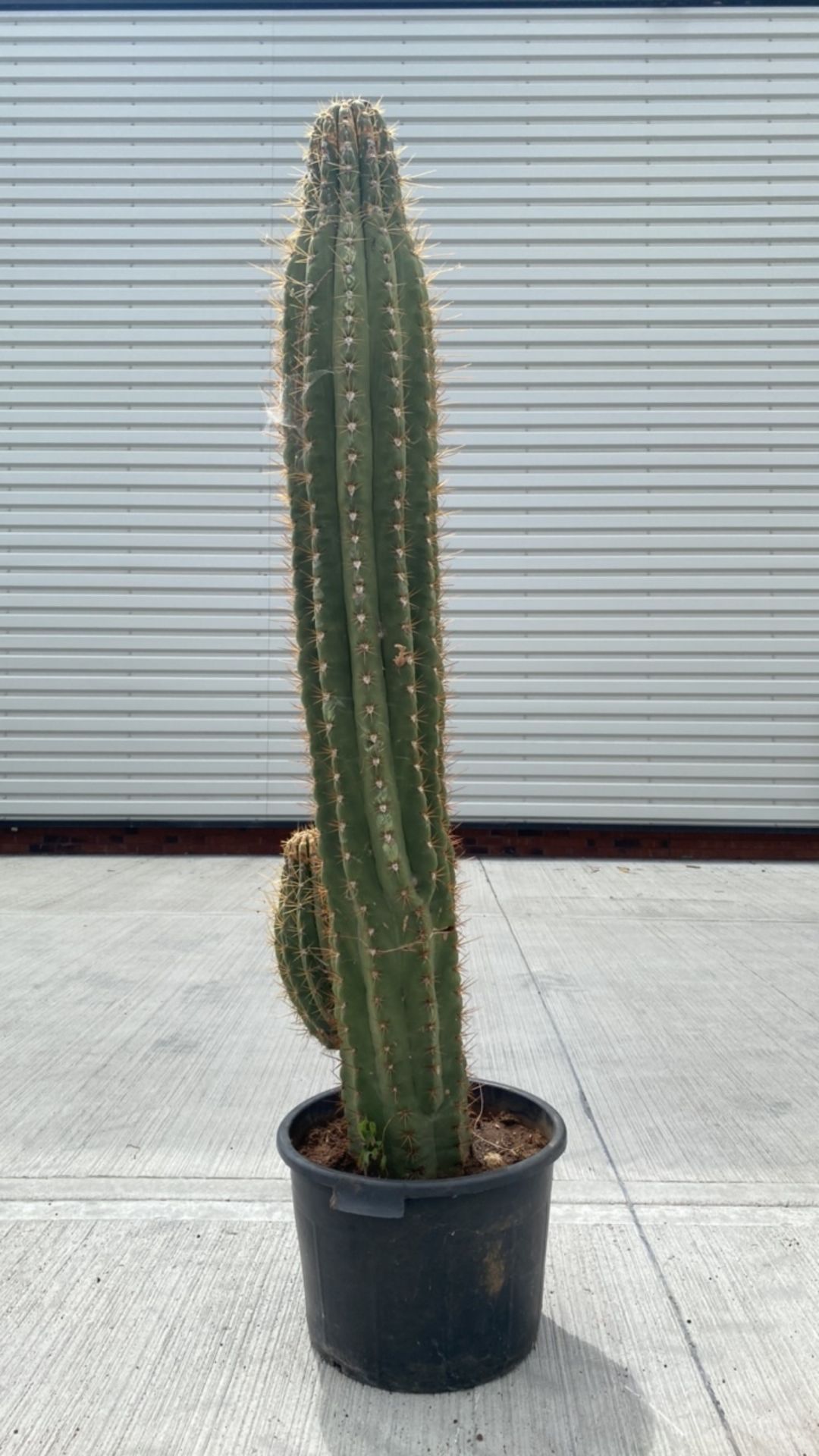 Column Cactus