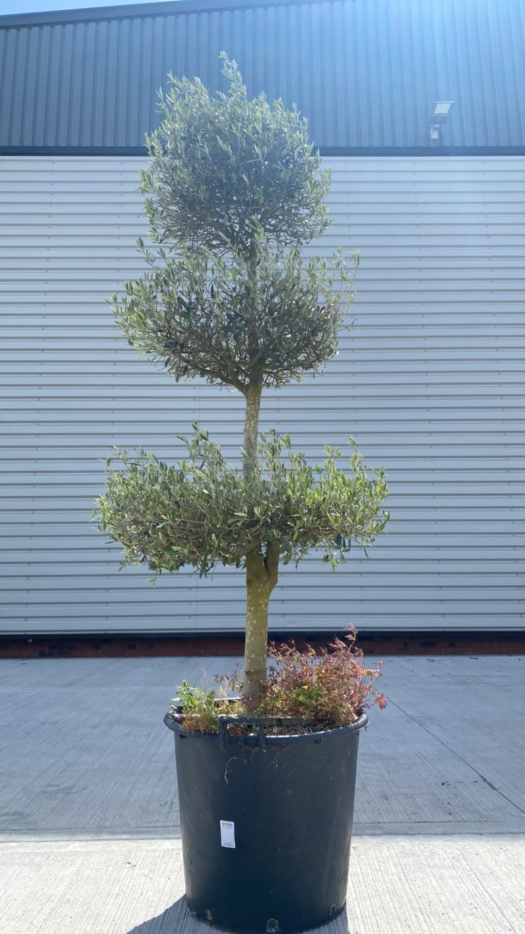 Topiary Olive Tree - Image 2 of 3