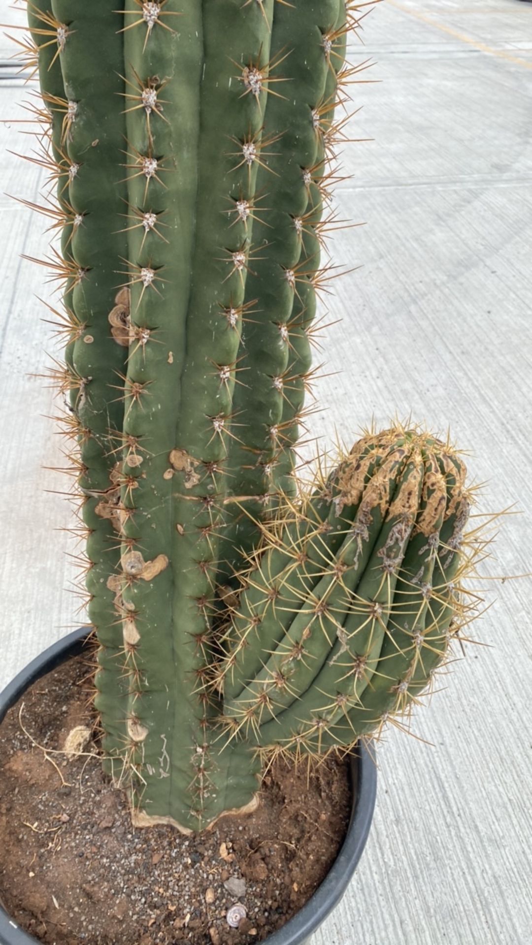 Column Cactus - Image 3 of 3