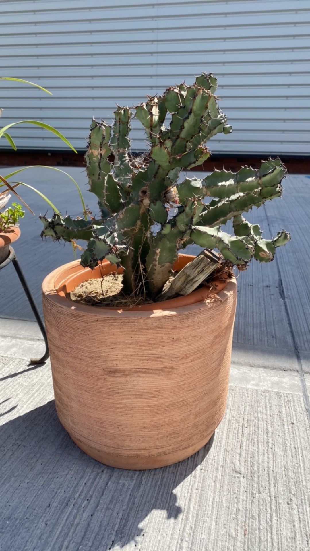 Euphorbia Grandicornis Cactus & Parlor Palm - Image 2 of 4