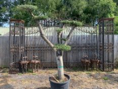 LARGE ORNATE BONSAI CLOUD PLANK 2M TALL DECORATIVE OLIVE TREE IN POT
