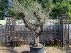 Huge 2.5m Plus 150yr Old Olive Tree