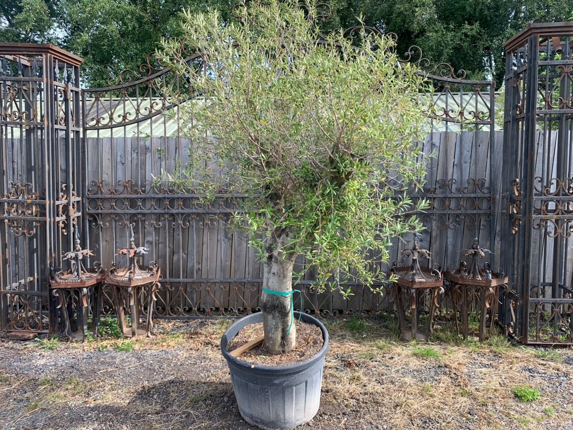 Huge Potted Olive Bush Tree