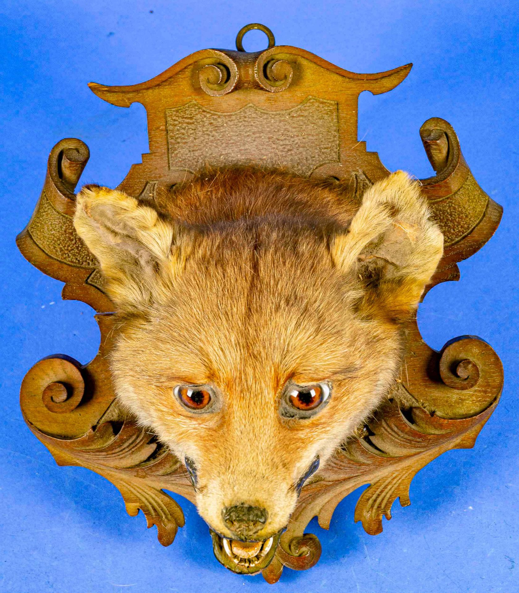 Präparierter Fuchskopf, auf kunstvoll geschnitzter Eichenwandplatte montiert, selten, wohl um 1900/ - Bild 3 aus 9