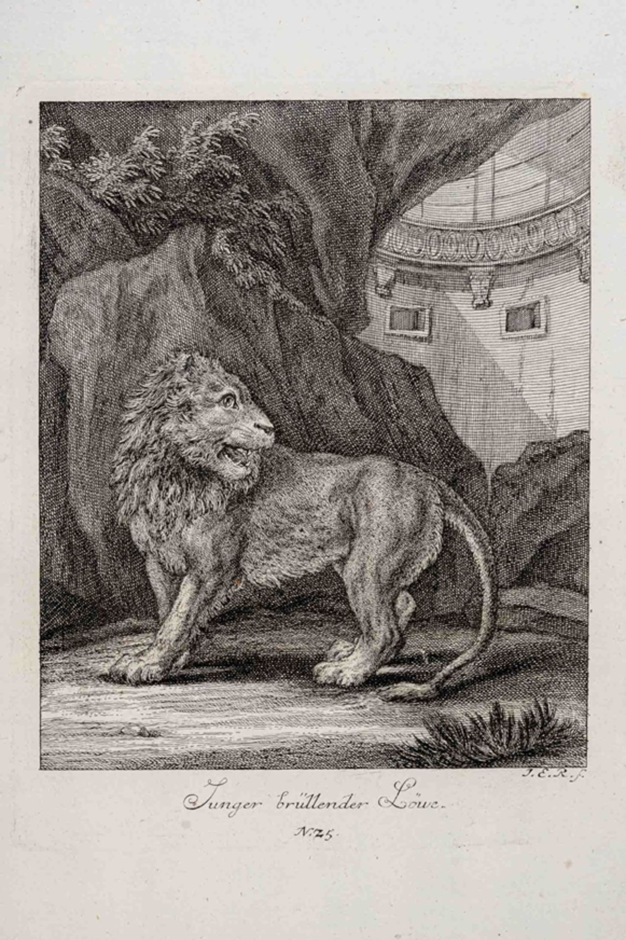 15 tlg. Konvolut "Wilder Tiere", z.B. Löwe, Tiger, Luchs, Auerochse etc., originale Kupferstiche de - Image 5 of 5