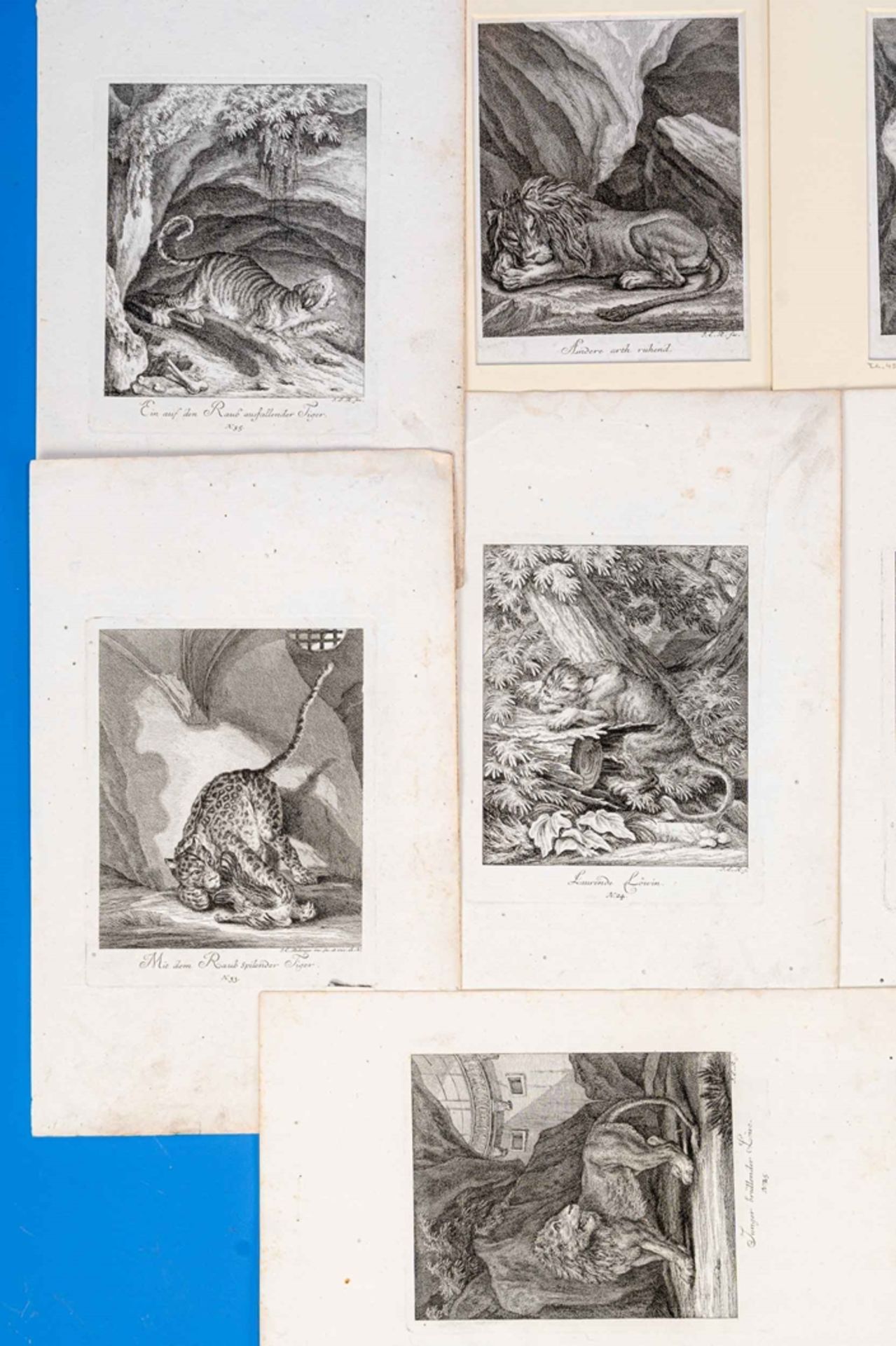 15 tlg. Konvolut "Wilder Tiere", z.B. Löwe, Tiger, Luchs, Auerochse etc., originale Kupferstiche de - Image 2 of 5