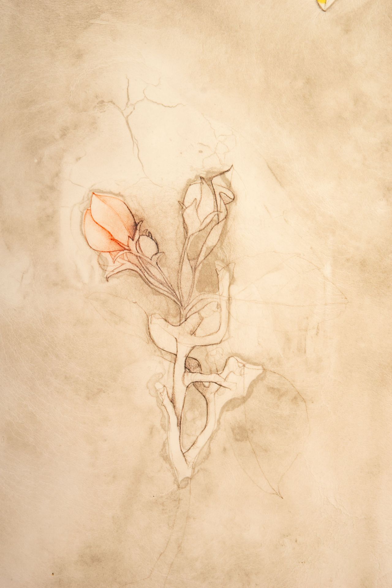 "Amaryllis", hinter Glas gerahmte orig. Lithographie in 3 Farben des Bruno Bruni, italienischer Mal - Image 4 of 7