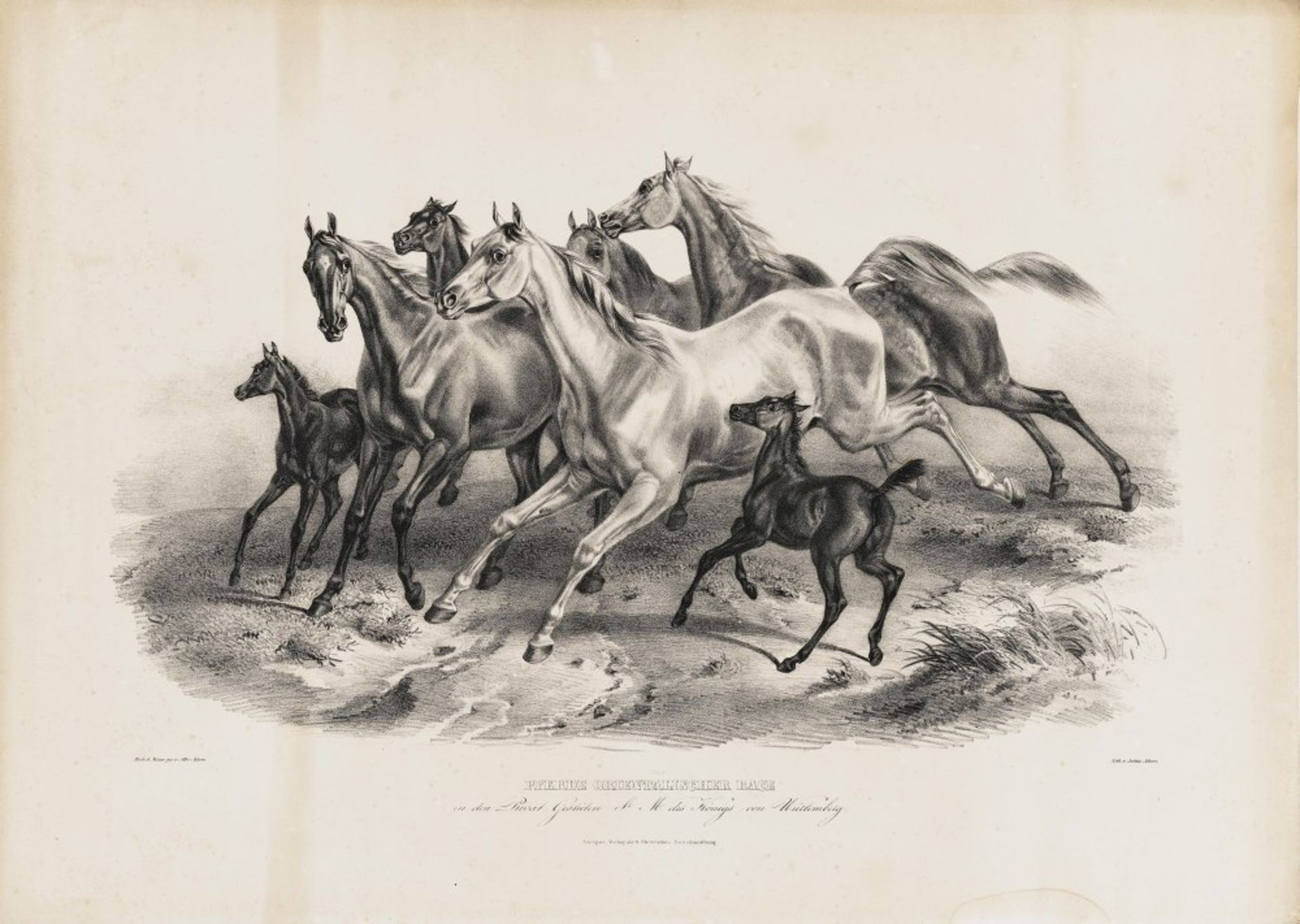 Pferde orientalischer Race... - "Pascha..." - "Adam"