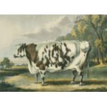 After William Henry Davis (1786/95-1865) British. "The Everingham Short Horned Prize Cow", Print,