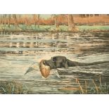 Reuben Ward Binks (1880-1950) British. "Bramsham Bob Swimming", Aquatint, Signed and Inscribed in